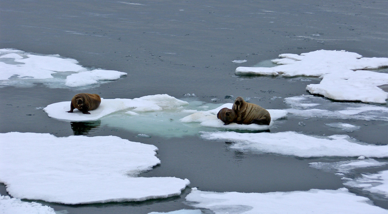 
					Walruses on Hayes Island, Primorsky district.					 					RM4Y (CC BY-SA 3.0)				
