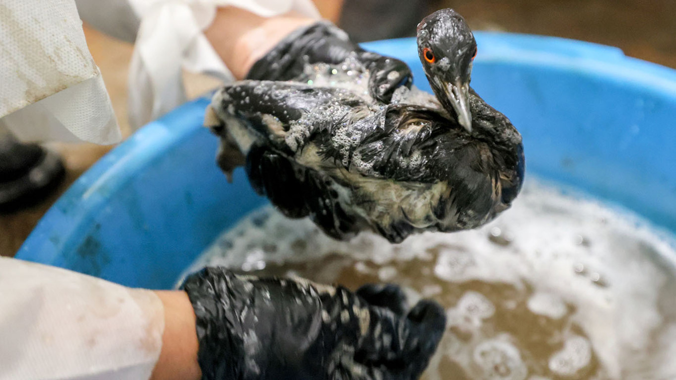 
					A volunteer cleans a black-necked grebe in Kerch, eastern Crimea.					 					Sergei Malgavko / TASS				