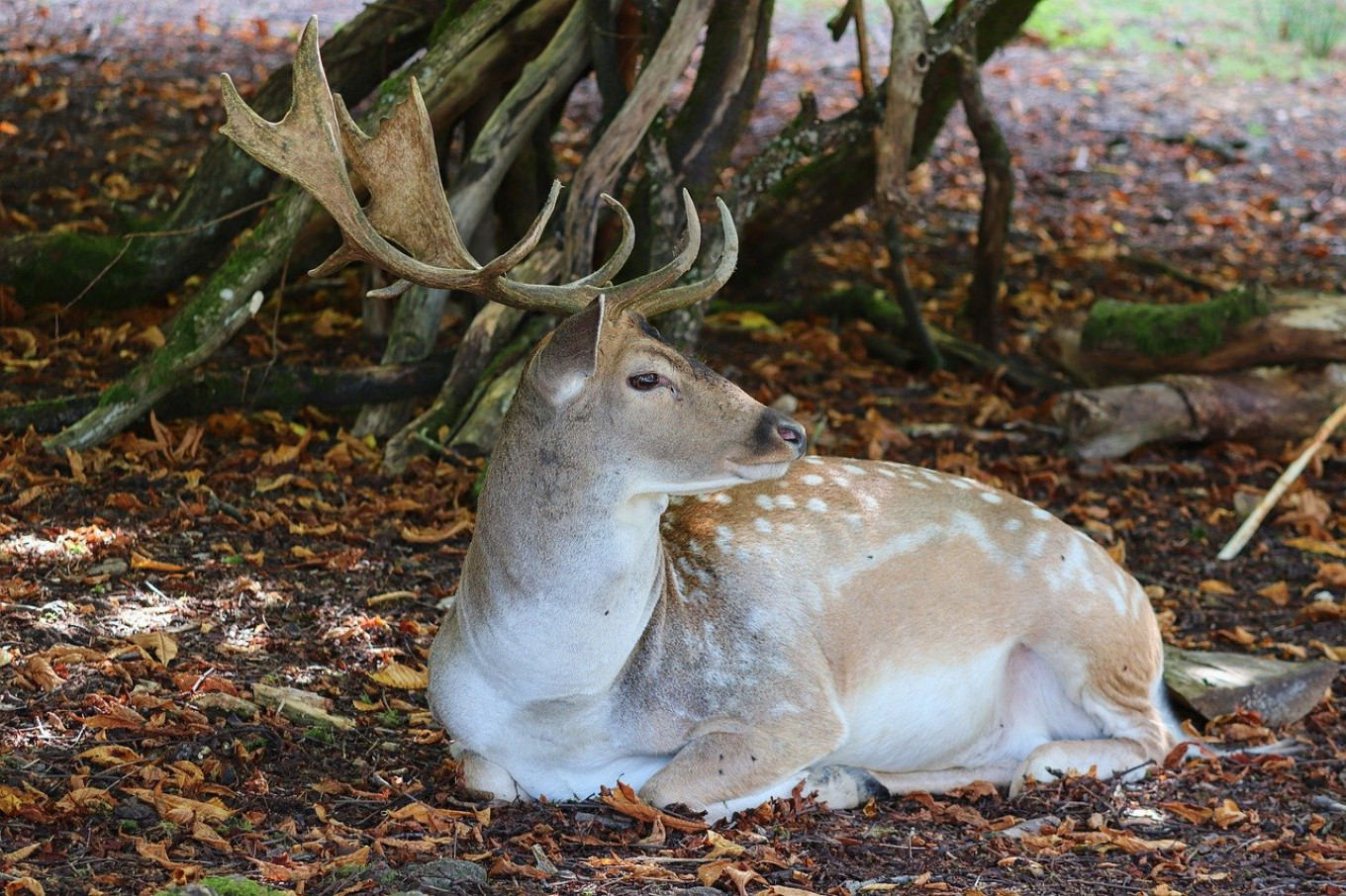 Download Rare Deer Mauled To Death By Stray Moscow Dogs The Moscow Times