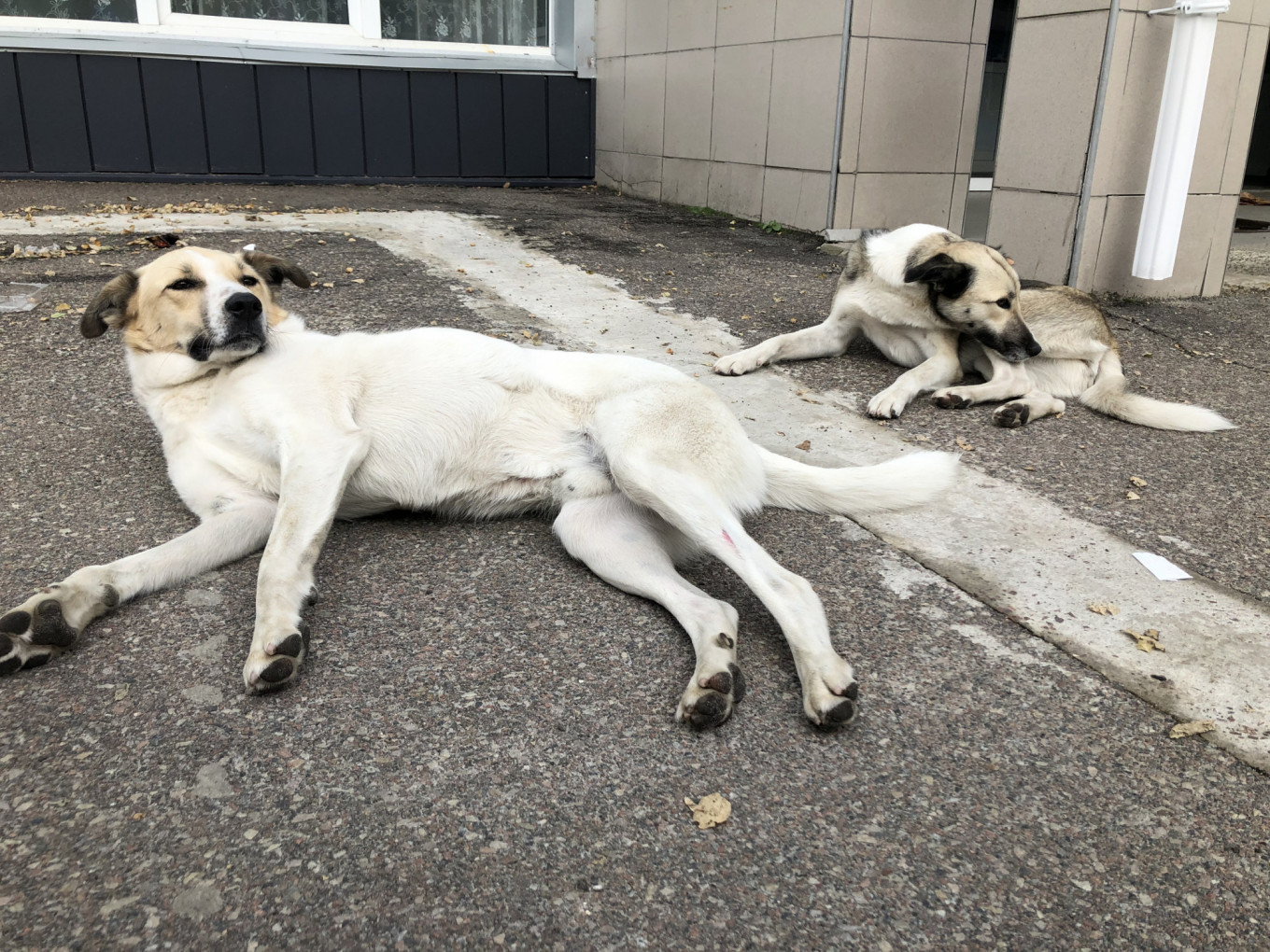 
					Dogs lounge outside the canteen in the exclusion zone where Chernobyl plant workers eat lunch every day. A sign near the door tells people not to feed them.					 					Sam Berkhead / MT				