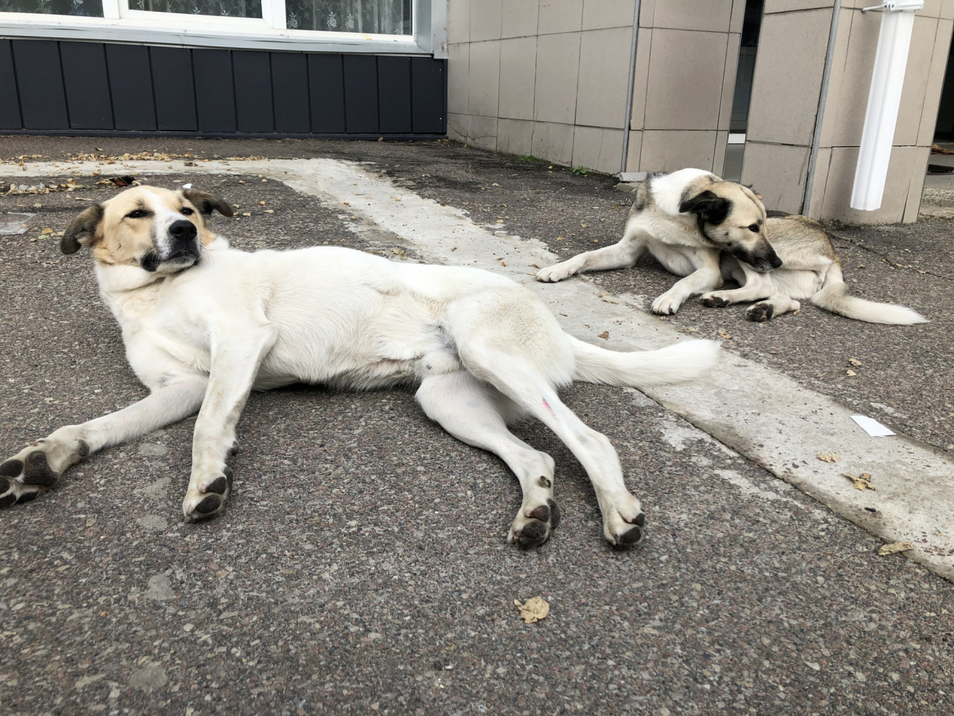 How the Dogs of Chernobyl Found a Happy Ending The Moscow Times