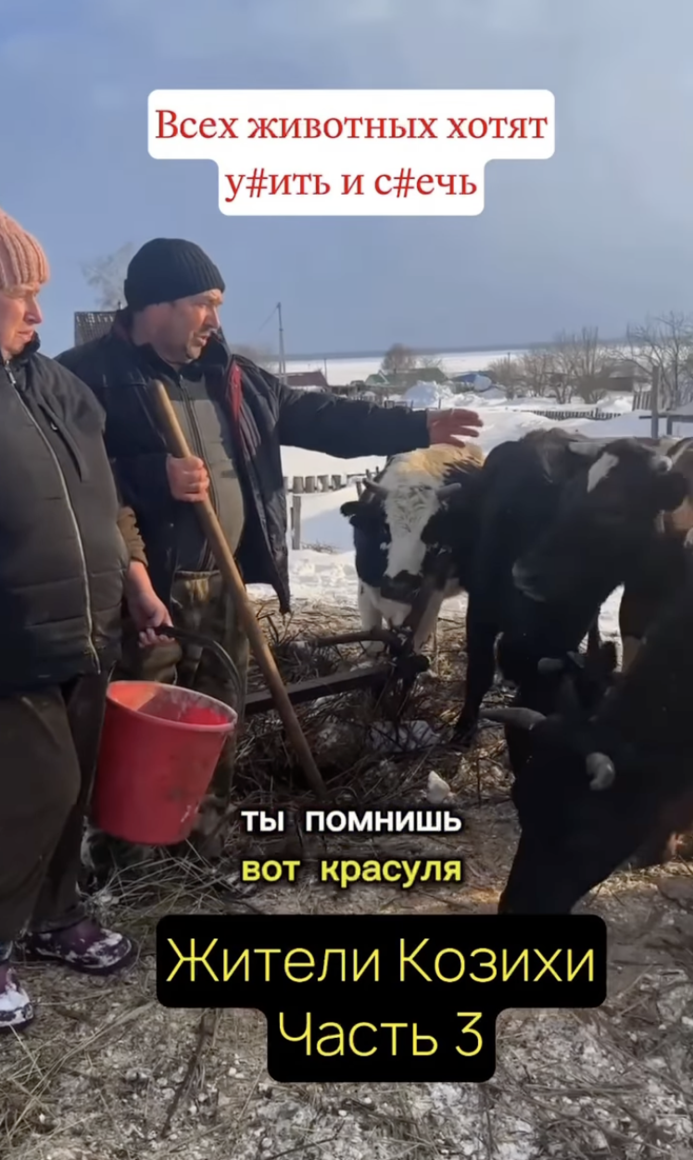 
					Daria Mironenko’s March 13 video of her parents with their cows received over 110,000 likes on Instagram.					 					dariamironenko___ / Instagram				
