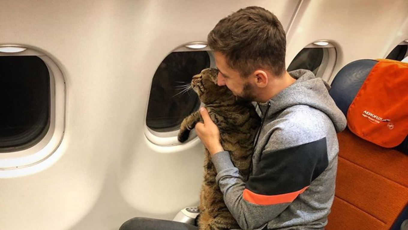 Russian Cat Dodges Airline S Weight Limit With Sneaky Switch Off