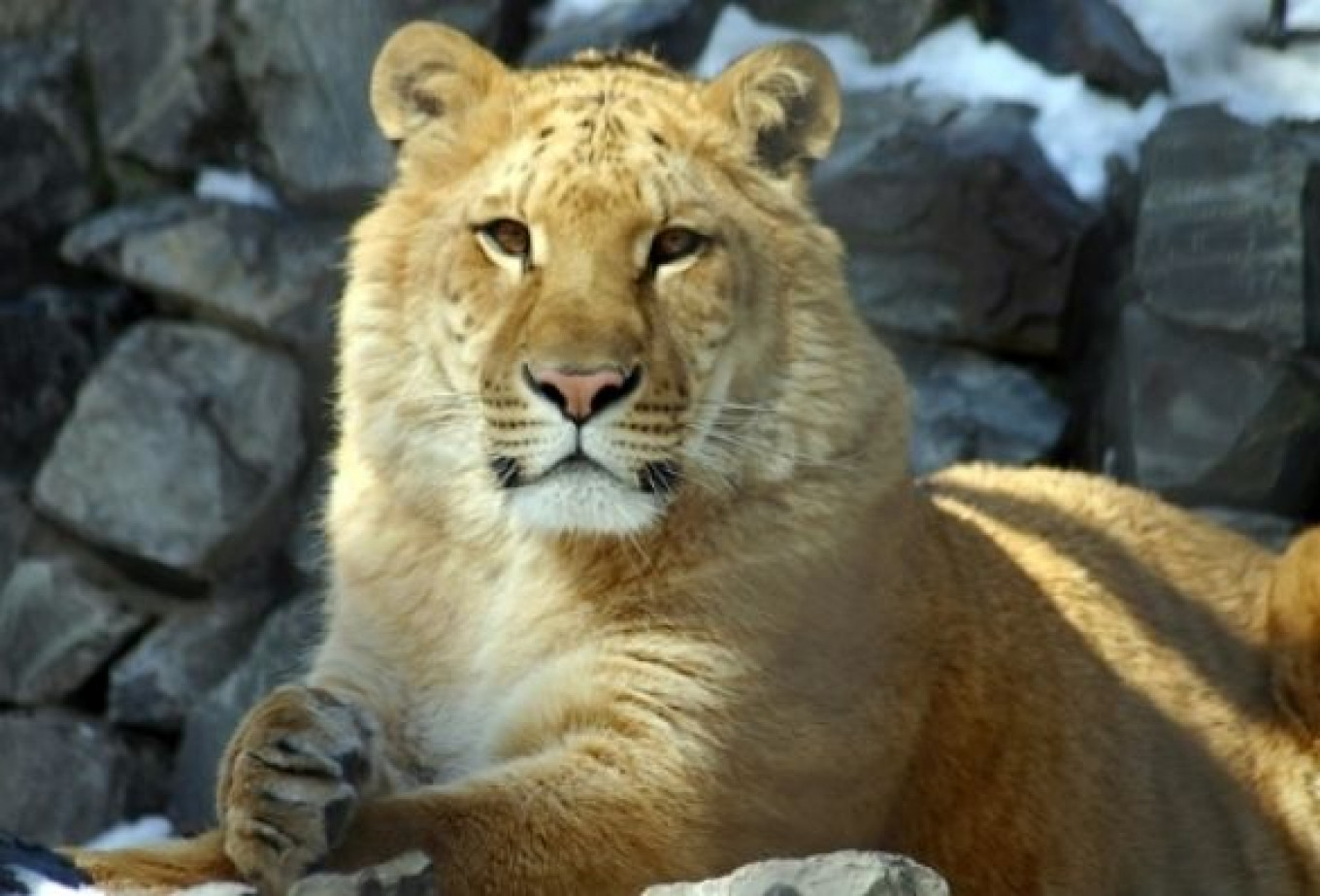 Rare 'Liliger' Born to Lion, Liger Couple