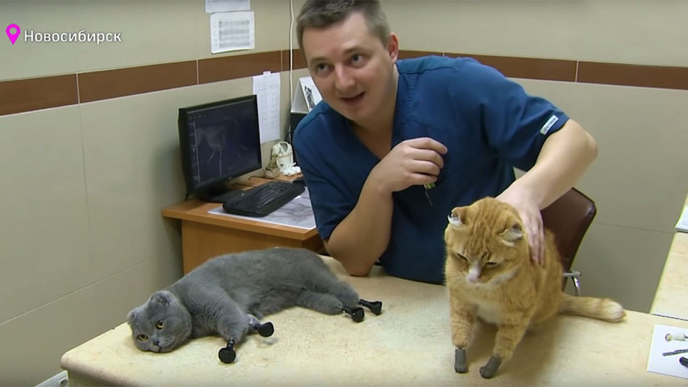 
					Veterinarian Sergei Gorshkov with Dymka and Ryzhik, the two cats with four bionic paws that he's treated.					 					Screenshot Youtube / TV 360				