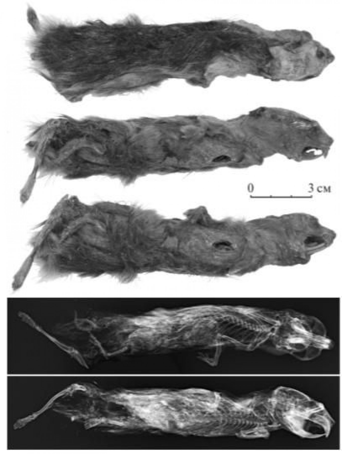 Schoolgirl finds the world's oldest lemming preserved in permafrost and  dating back 41,000 years