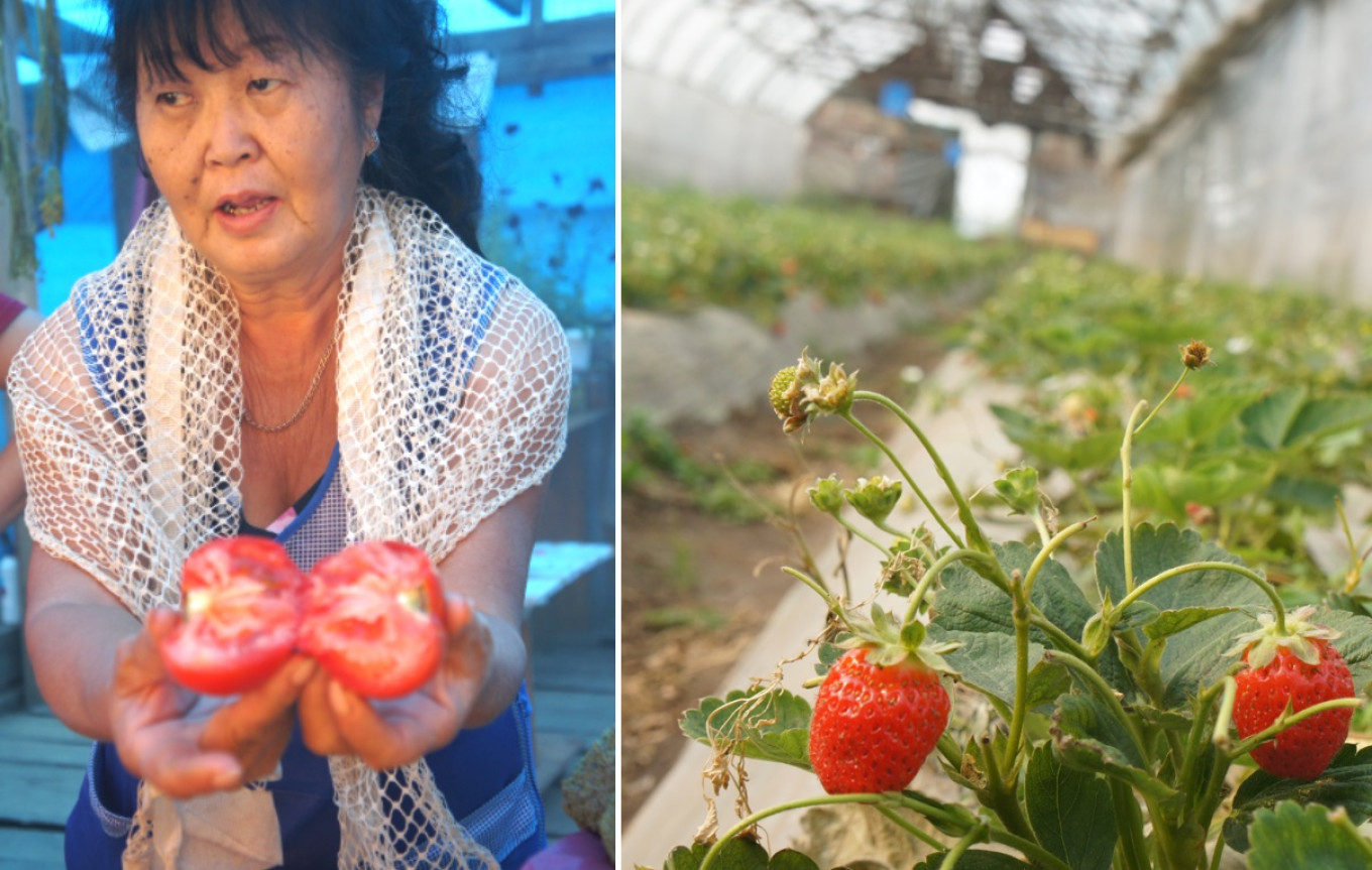 
					If the short summer in Sakha is not enough, a greenhouse saves the day. 					 					Courtesy of authors				