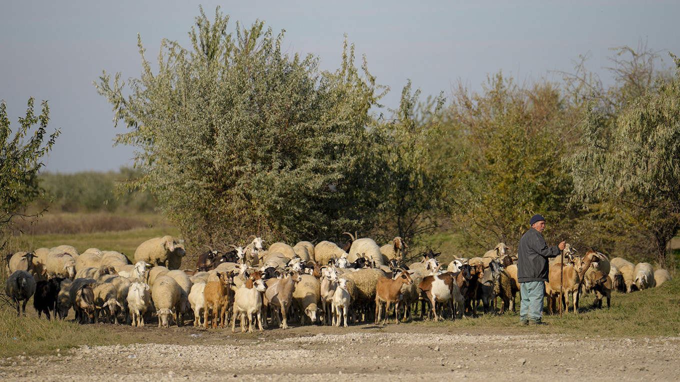 
					A shepherd herds a flock of sheep in the village of Congraz, Gagauzia.					 					Vadim Ghirda / AP / TASS				