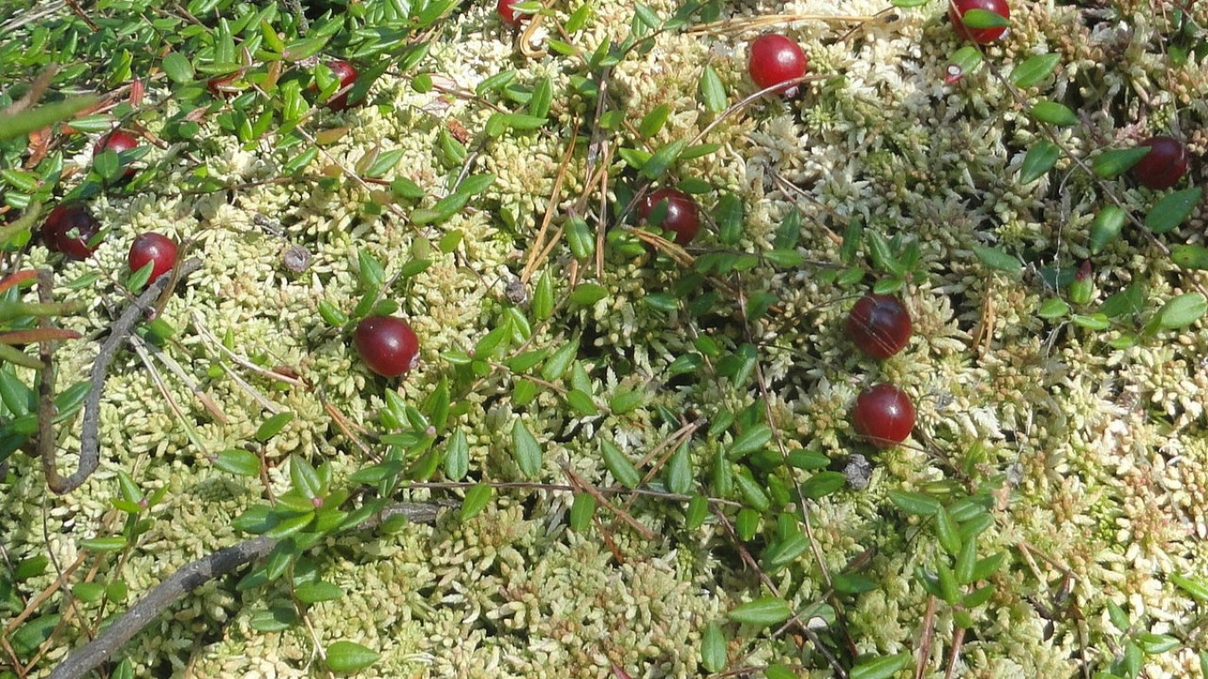 
					Cranberry plant					 					Wikicommons				