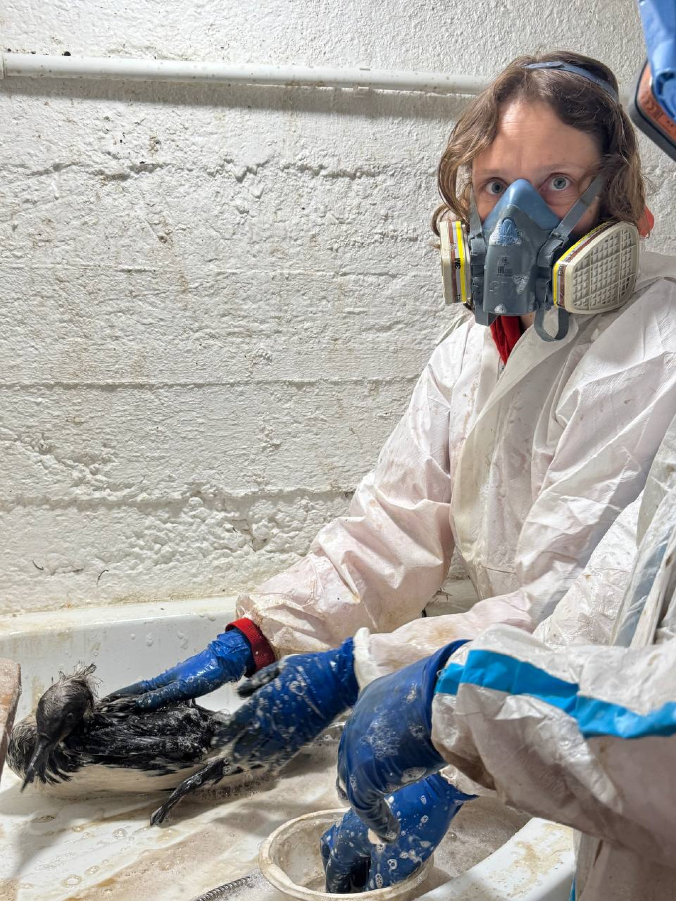 
					Zhemchuzhnaya rehabilitation center director Ksenia Andreevna washes a bird affected by oil spilled in the Black Sea.					 					zhemchujnaya9 / Telegram				
