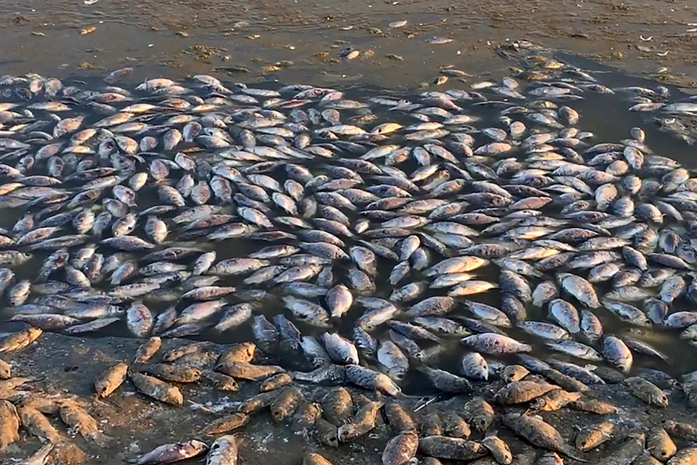 mass-fish-die-off-in-southern-russia-sparks-probe-the-moscow-times