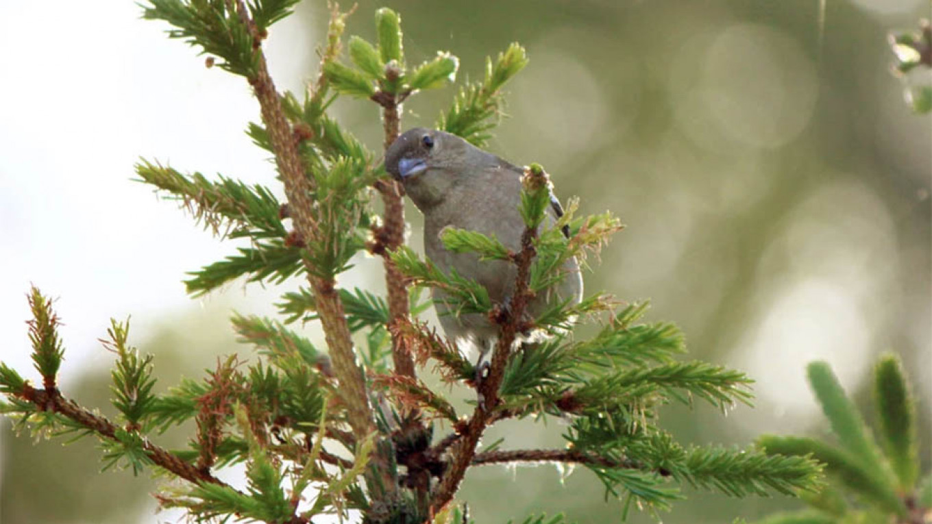 
					Chaffinch					 					Tatyana Pimenova 				