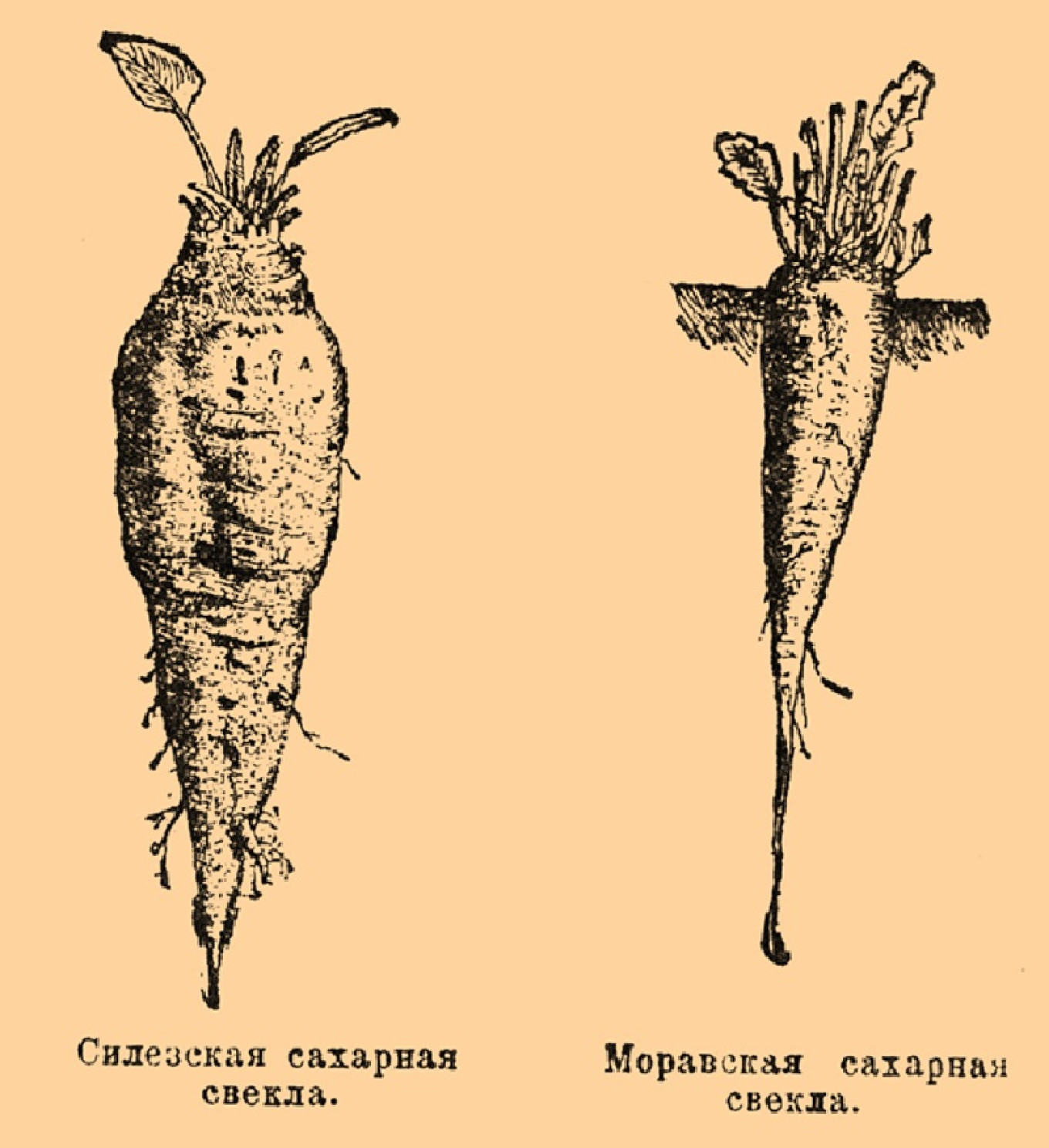 
					Through selection beetroots would be transformed into sugar beets.					 					Wikimedia Commons				