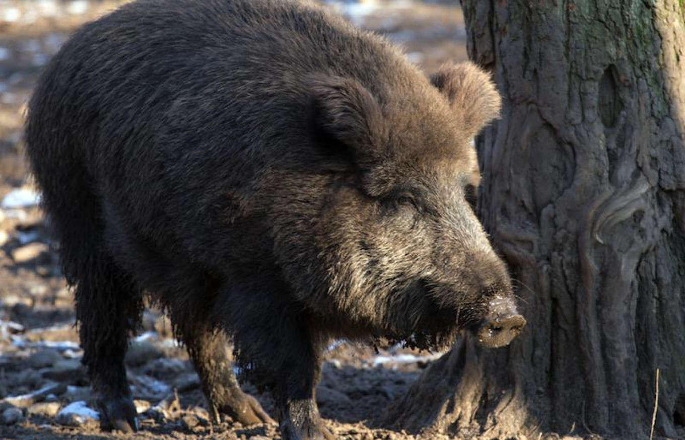 The Boar War: Russian Government Draws Up Extermination Plans