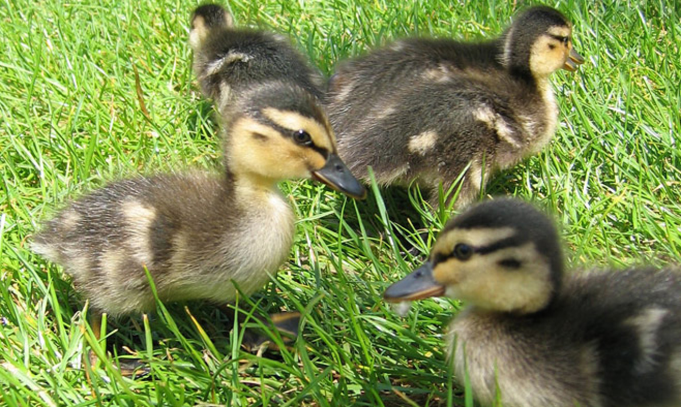 50 Ukrainian Ducks Confiscated, Burned on Russian Border