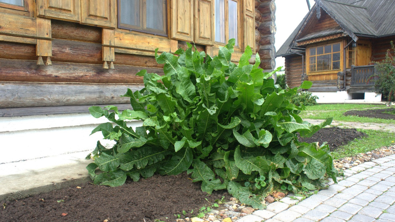 
					 In Suzdal, horseradish grows by every house.					 					Courtesy of authors				