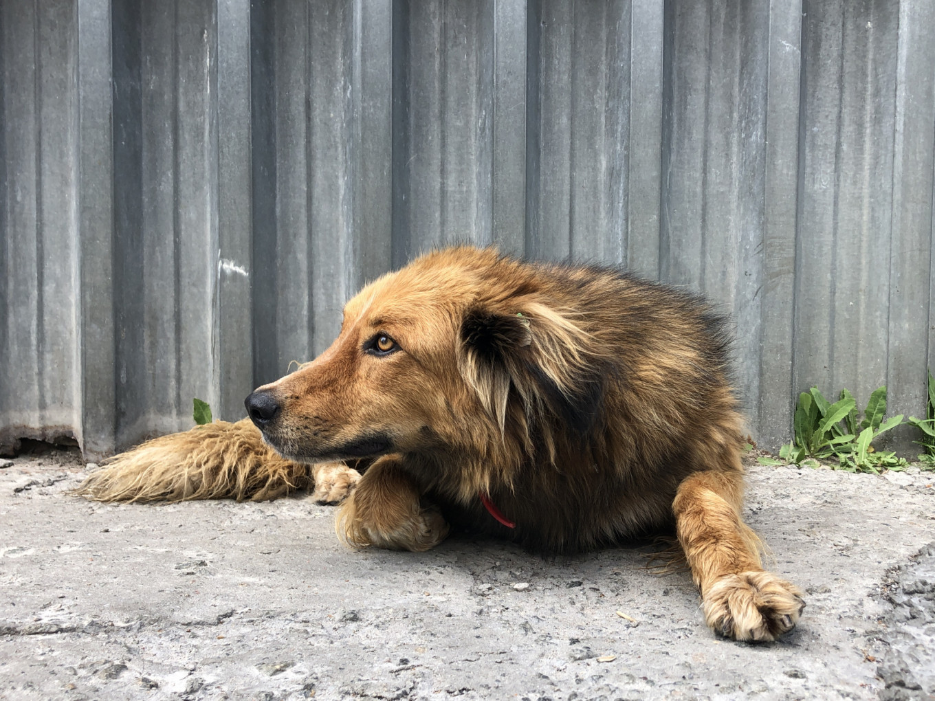 chernobyl-dogs-meet-the-dogs-of-chernobyl-the-abandoned-pets-that