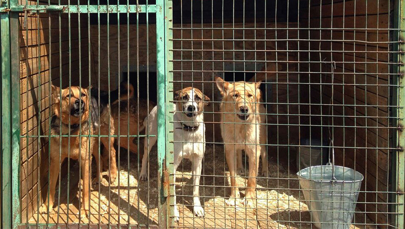 
					Stray animal shelter.					 					Moskva News Agency				