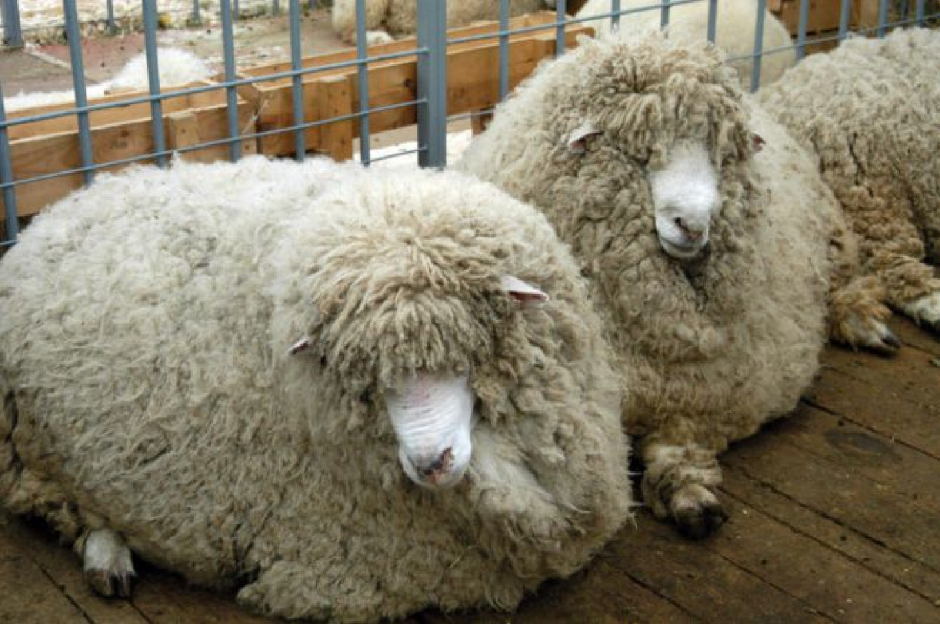 Kemerovo Showers Large Families With Sheep, Rams