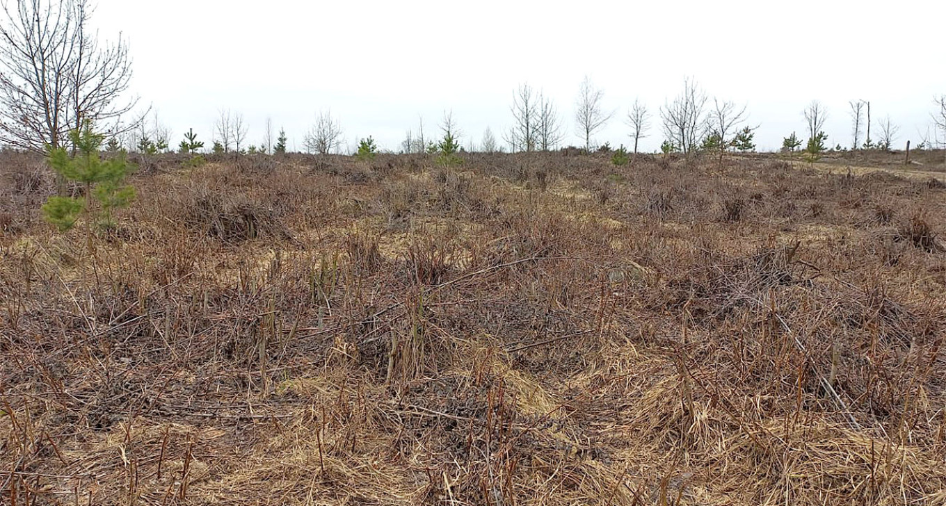 
					Failed pine plantation in the Moscow region.					 					t.me/reforestation_Moscow				