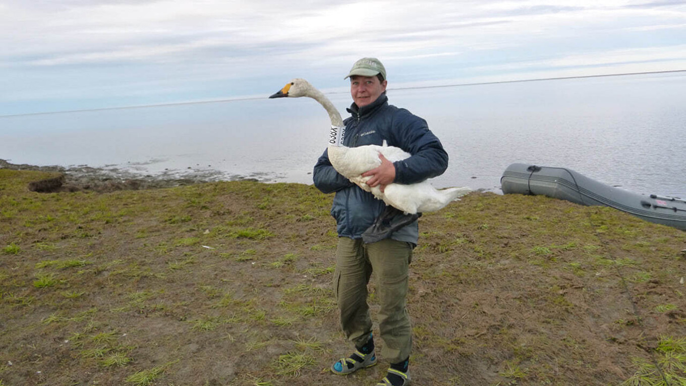 
					Sofya Rosenfeld during the small swan tagging project on Baydaratskaya Bay in the Kara Sea in August 2017.					 					savesofia.ru				