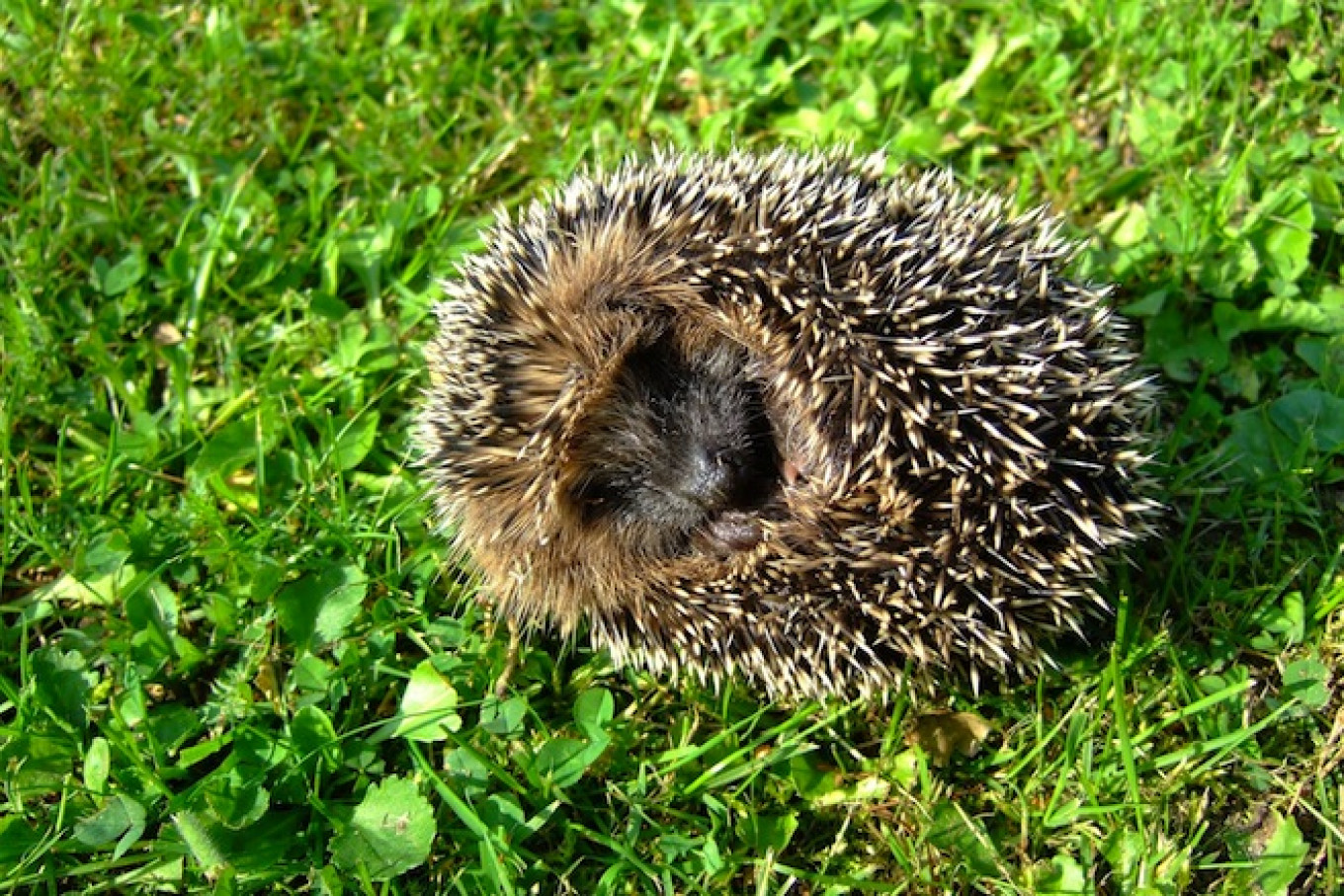 Rabid Hedgehogs Roam Moscow Region