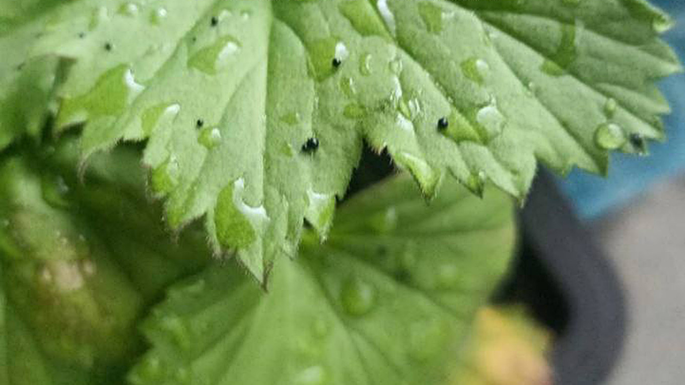 
					Droplets of polluted rain in Tuapse.					 					@soch01				