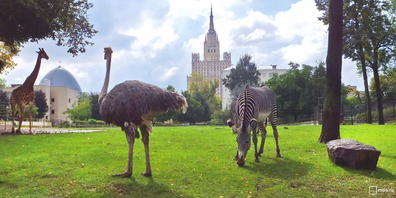 Zebra akan memimpin tur Kebun Binatang Moskow.  Jika Anda tersesat, cari jerapah.  mos.ru