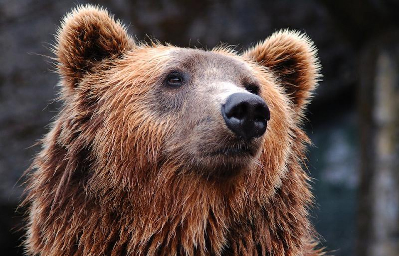 Siberian City on Alert Over Wild Bear