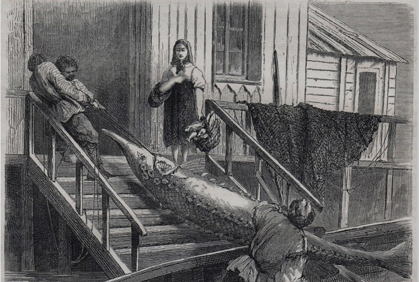 
					A huge sturgeon caught in the Volga. 					 					19th-century engraving				