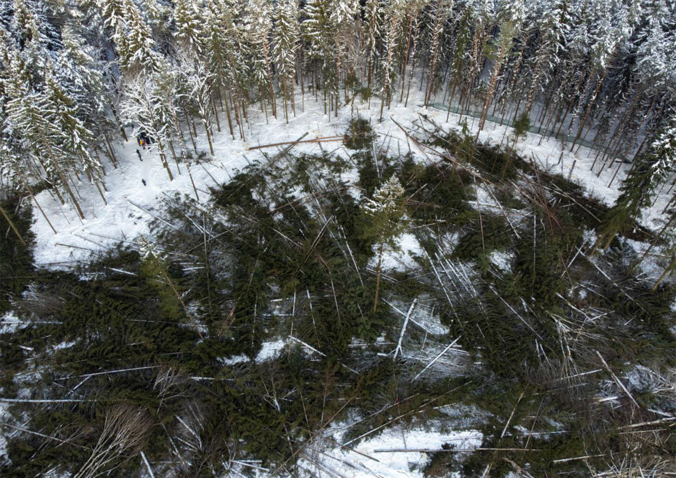 
					Troitsky Forest.					 					Photo courtesy of the Save Troitsky Forest initiative				