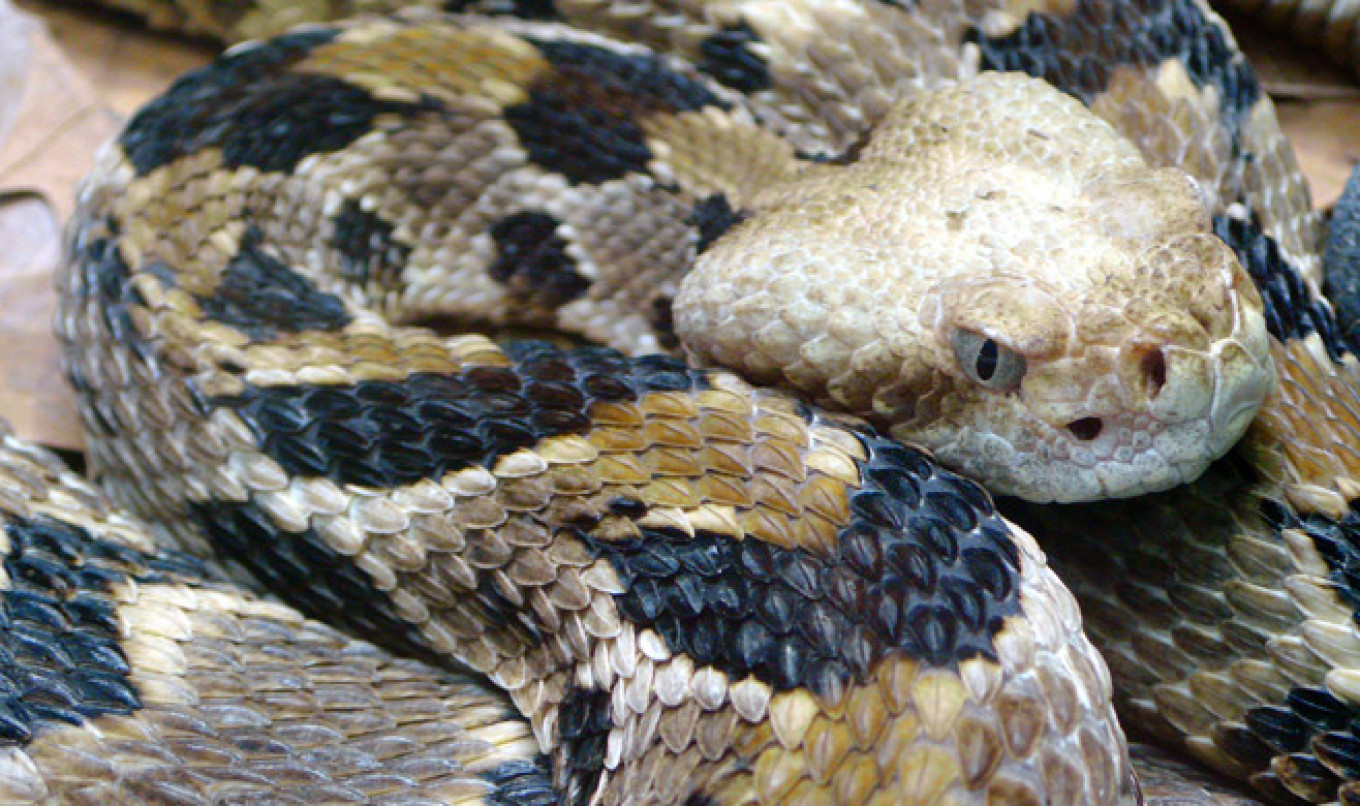 Sleepy Muscovite Finds Enormous Snake in Bed