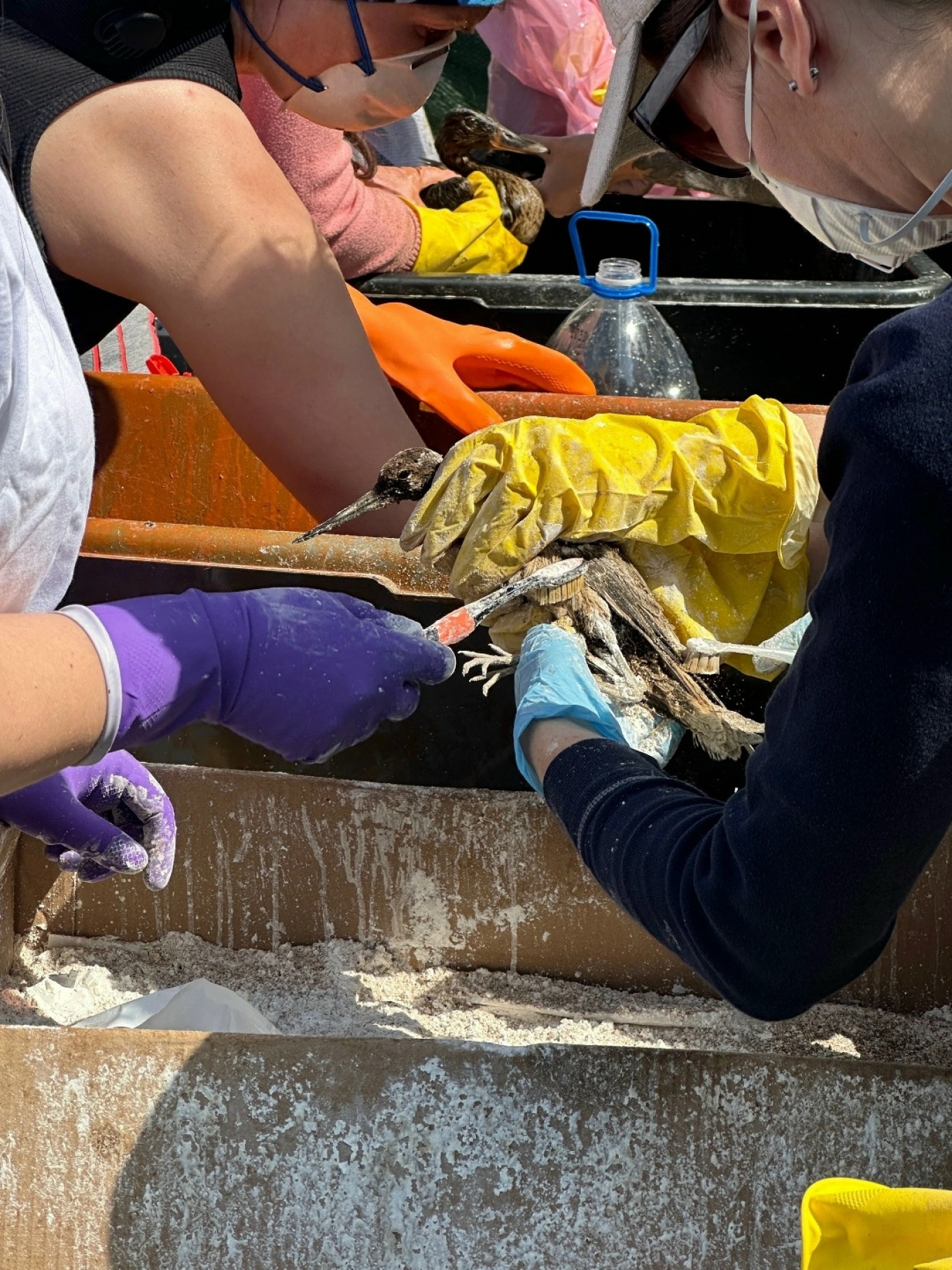 
					Volunteers in Perm clean birds after an oil spill.					 					Anastasia Starkova / VKontakte				