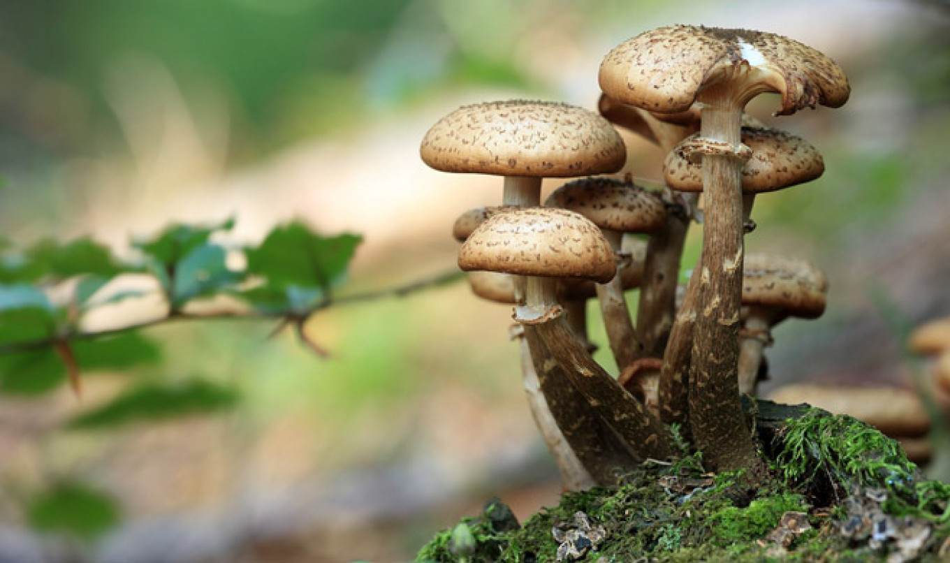 Bad Mushrooms Blamed for Killing 5