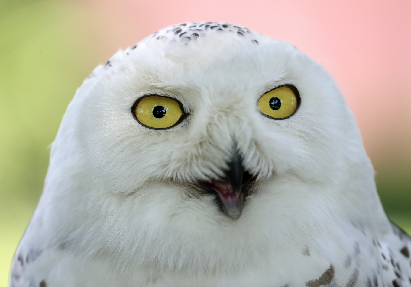 Download Snowy Owl Becomes Kremlin S Newest Security Recruit The Moscow Times