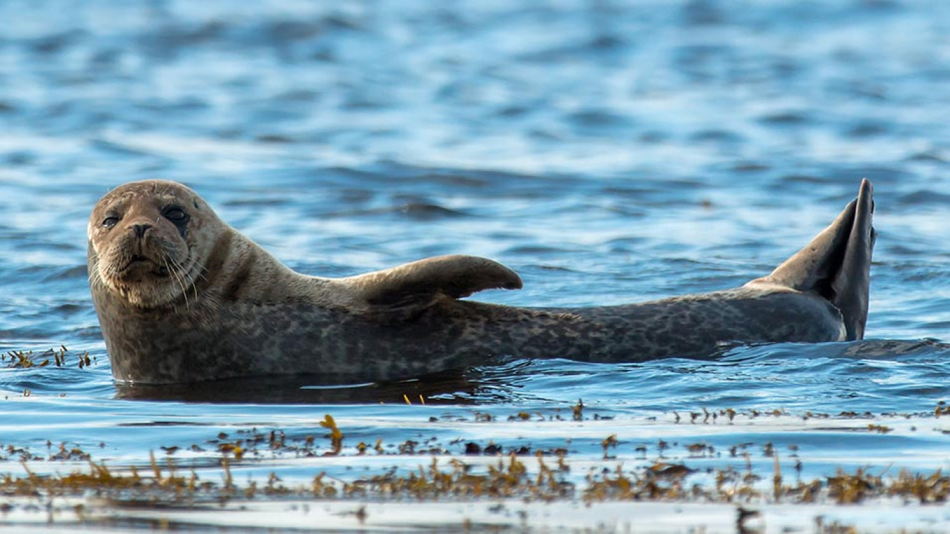 Freak Warm Weather Threatens Birth of Baby Seals in Northern Russia