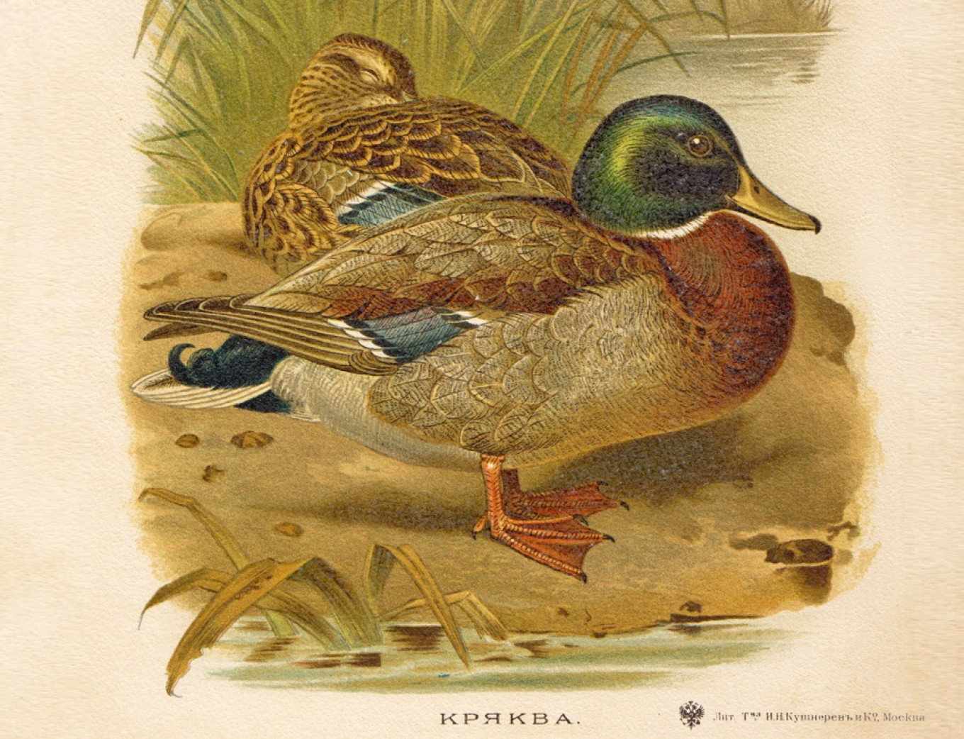 
					Mallard (lithograph, Moscow, 1902)					 					Wikimedia Commons				