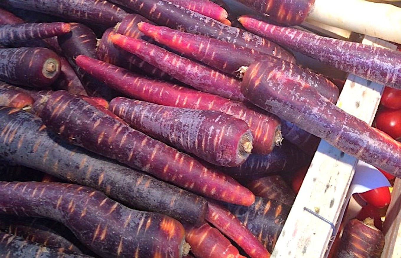 
					Purple carrots are one of the oldest sorts of this root vegetable.					 					Courtesy of authors				