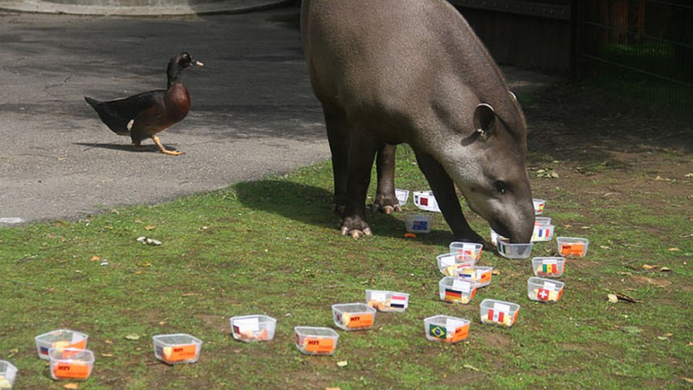 
										 					Tapir Cleopatra / Komsomolskaya Pravda in Nizhny Novgorod				