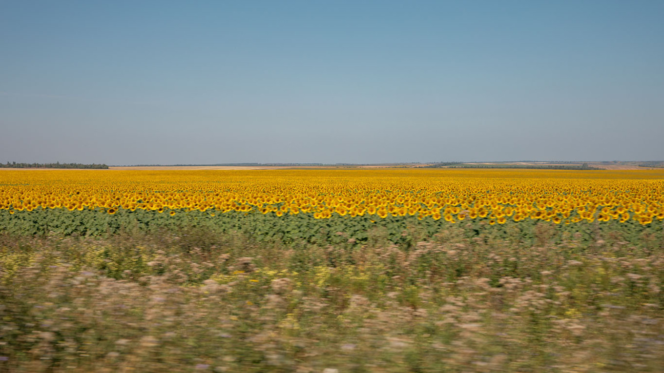 
					The sunflower fields of Donbas, only a few dozen kilometers away from the front.					 					Louis Lemaire-Sicre / Hans Lucas				