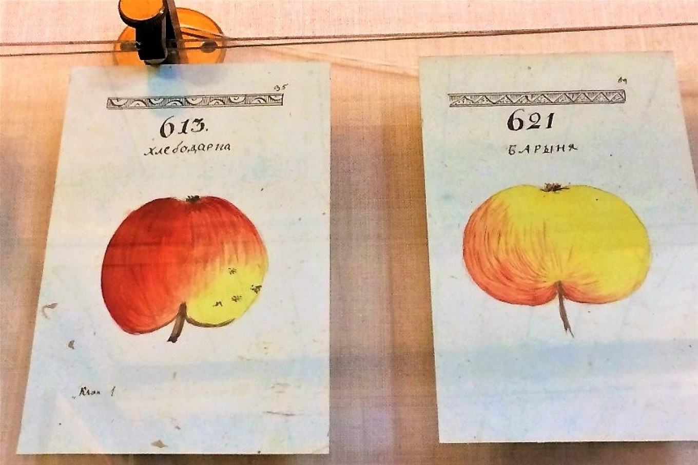 
					Pages from Bolotov’s album; Bolotov was the founder of pomology, the science of apples.					 					Courtesy of authors				