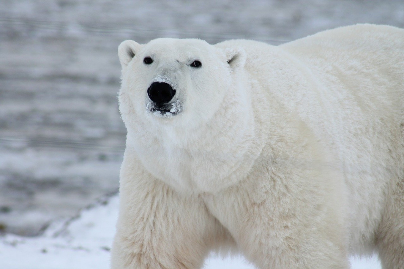 Melting Arctic Forces Polar Bears to Adapt to Land-Based Diet – Russian