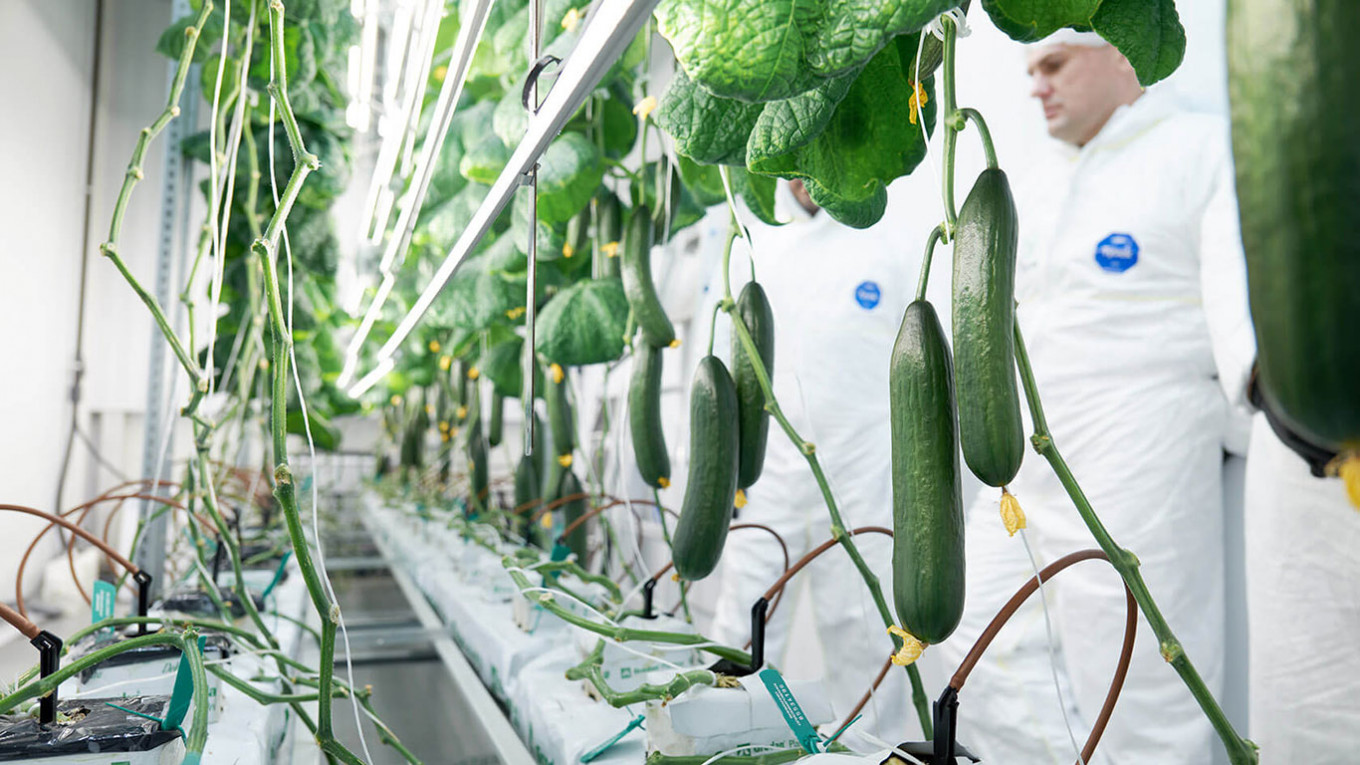 
				iFarm has managed to produce trickier products, like cucumbers, tomatoes and strawberries. 				 				iFarm			