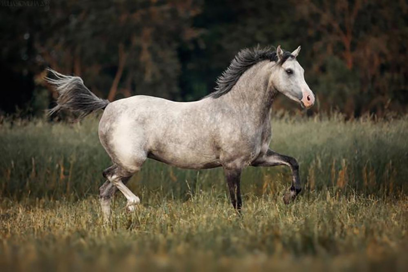 
					Award-winning Welsh pony Sansa, bought by North Korea in October 2019. 					 					prokoni.ru				