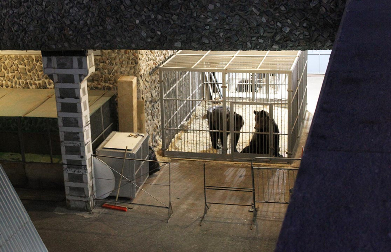 
					Caged bears in an enclosure near the Moscow State Circus.					 					MT				