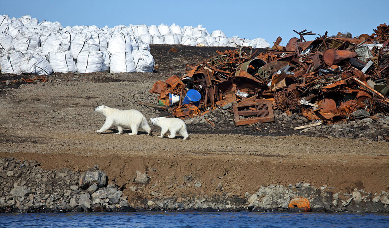 
					Polar bears wander near a waste site.					 					nia.eco				