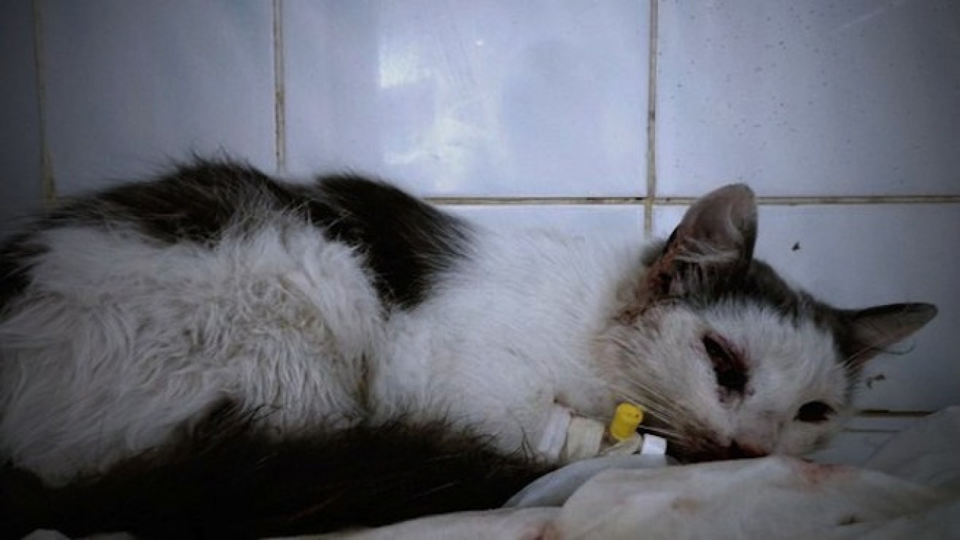 Stray Siberian Cat Miraculously Survives Shot To Head The Moscow Times