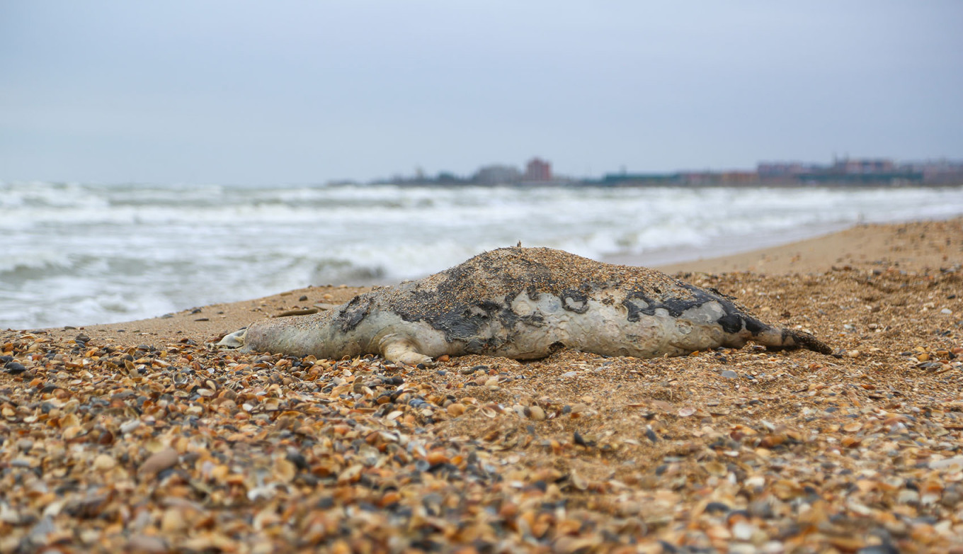 
					A dead Caspian seal washed ashore the Caspian Sea in Dagestan.					 					Musa Salgereyev / TASS				