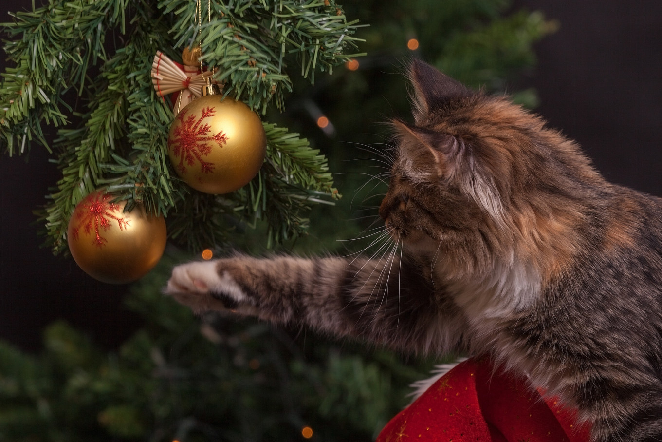 
					Let your pets destroy your tree in peace and quiet.					 					Pexels				