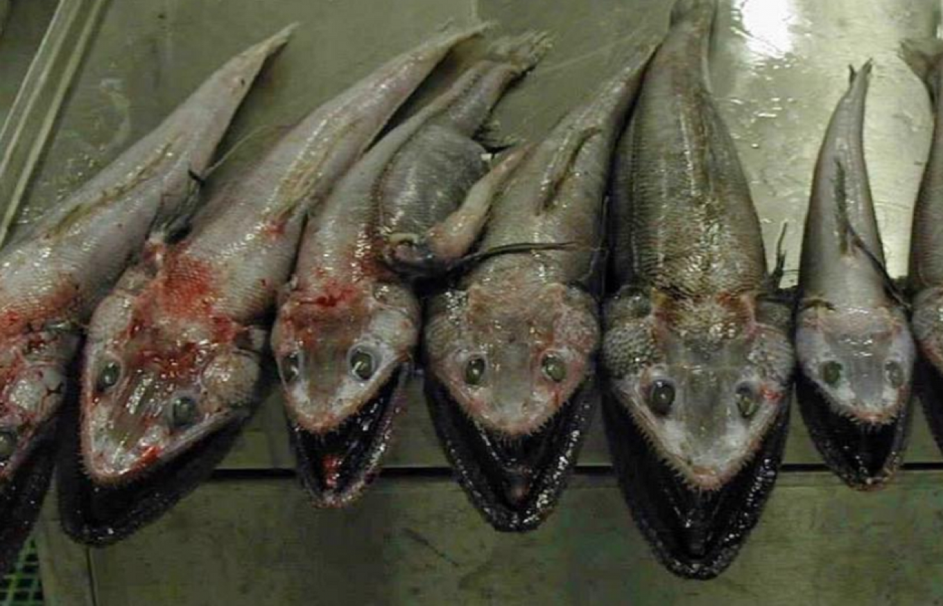 Russia's Monster Fish Resurface on Instagram